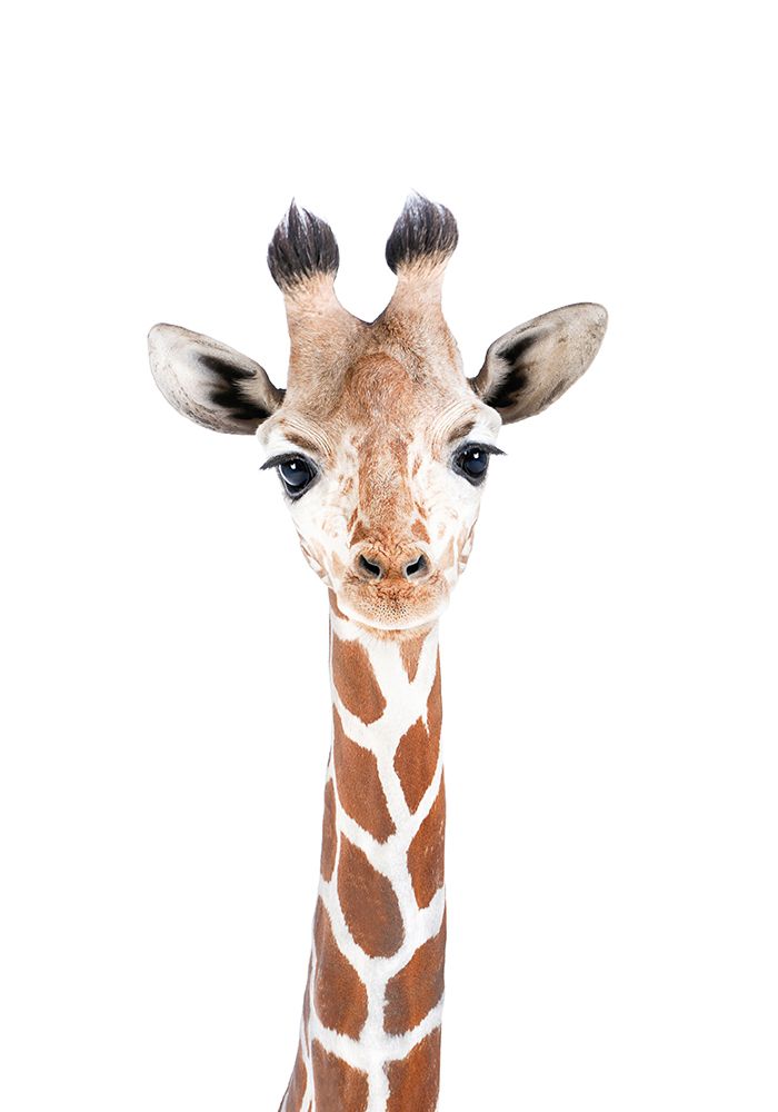 Baby Giraffe art print by Kathrin Pienaar for $57.95 CAD