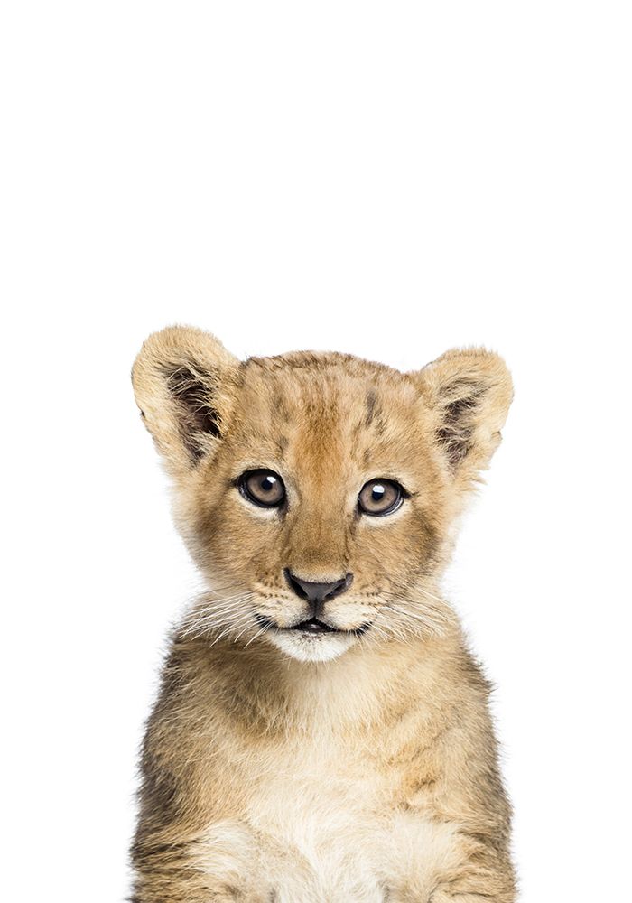 Baby Lion art print by Kathrin Pienaar for $57.95 CAD