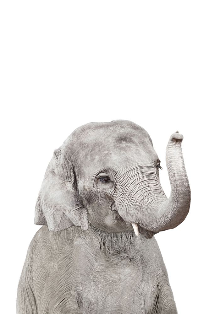Baby Elephant art print by Kathrin Pienaar for $57.95 CAD
