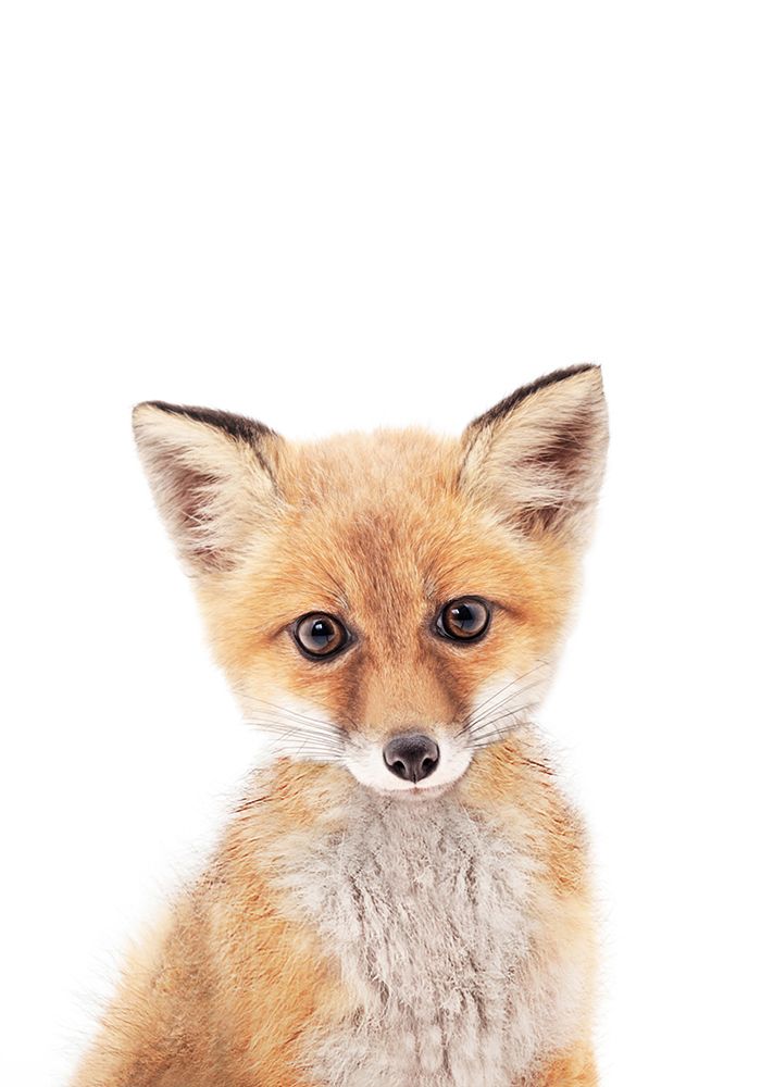 Baby Fox art print by Kathrin Pienaar for $57.95 CAD