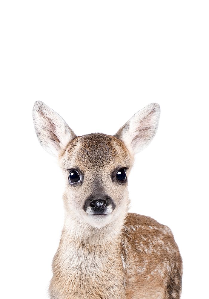 Baby Deer art print by Kathrin Pienaar for $57.95 CAD