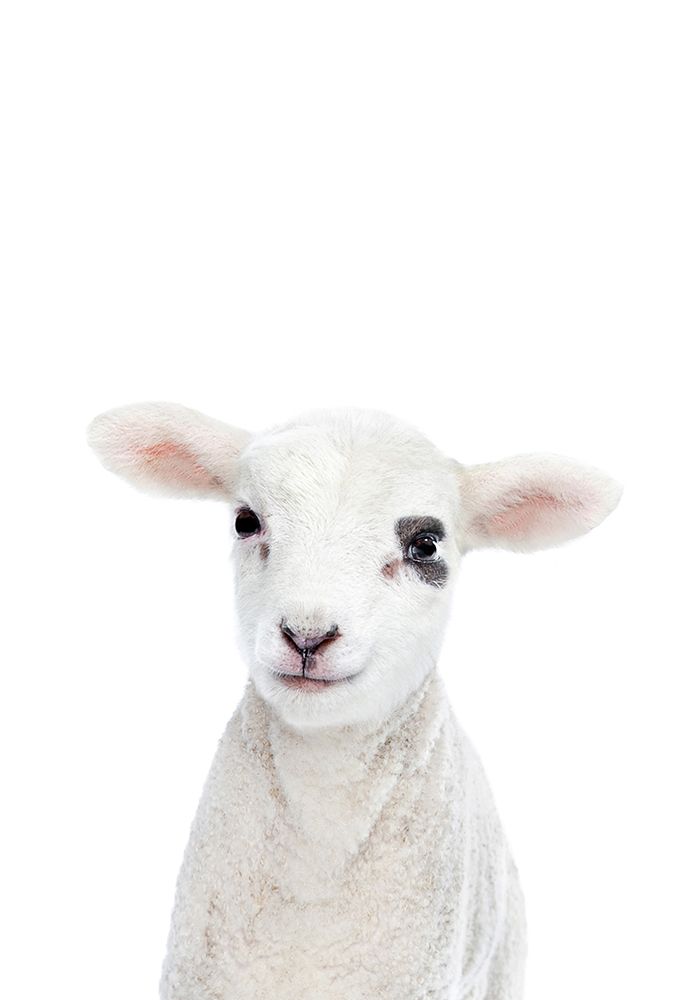 Baby Lamb art print by Kathrin Pienaar for $57.95 CAD