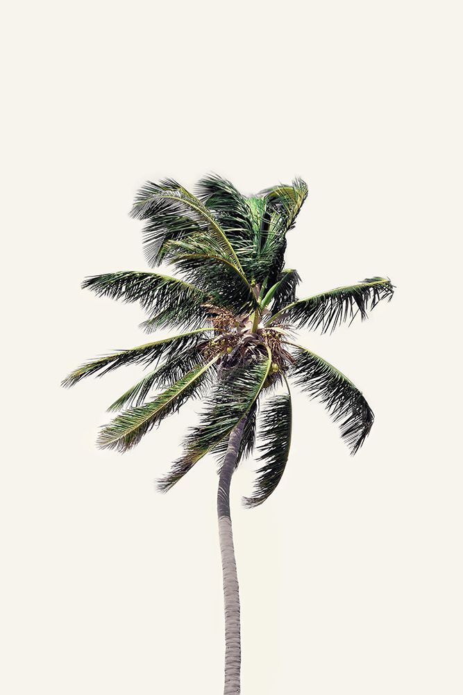 Windy Palm Tree art print by Kathrin Pienaar for $57.95 CAD