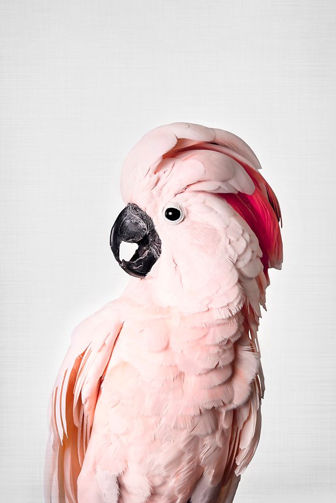 Pink Cockatoo art print by Kathrin Pienaar for $57.95 CAD