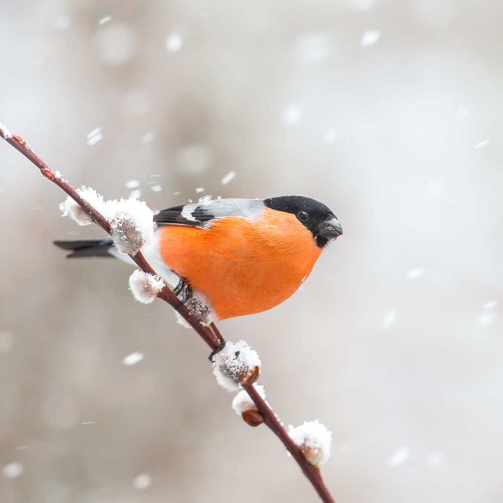 Bullfinch In A Snowstorm. art print by Annie Keizer for $57.95 CAD
