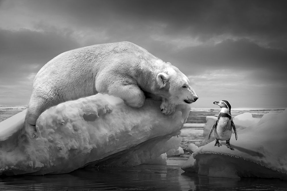 Polarfriends art print by Marcel Egger for $57.95 CAD