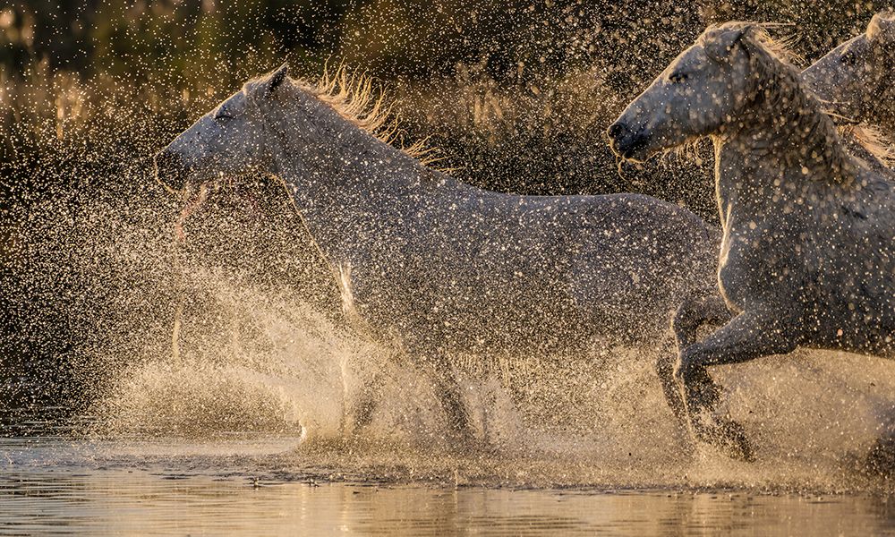 Camargue horses art print by Isabelle Dupont for $57.95 CAD