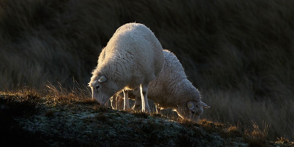 Sheep having breakfast in the first sunlight art print by Bodo Balzer for $57.95 CAD