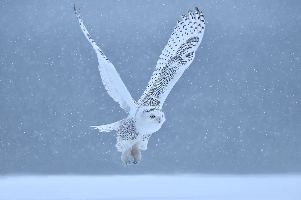 Snowy Owl art print by Gavin Lam for $57.95 CAD
