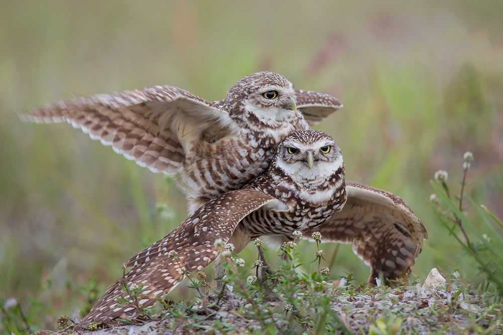 Burrowing Owl Love art print by Linda D. Lester for $57.95 CAD