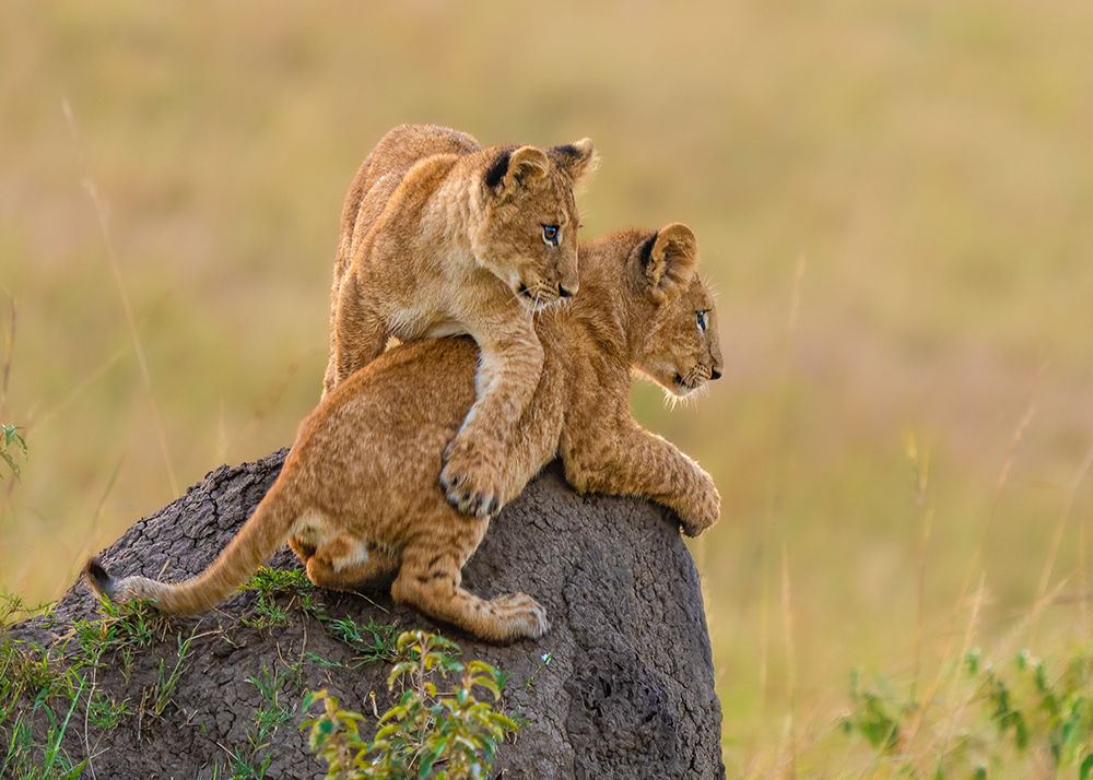 Siblings art print by Saurabh Dhanorkar for $57.95 CAD