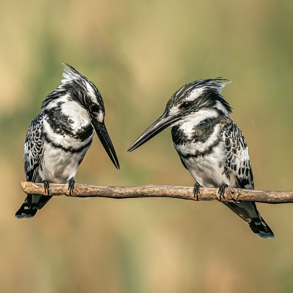Pied Kingfishers art print by Boris Lichtman for $57.95 CAD