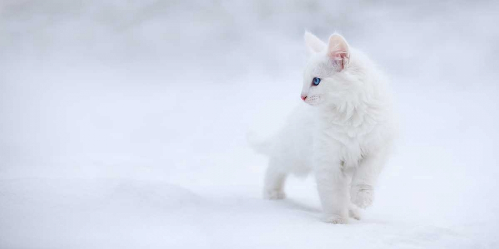 White As Snow art print by Esmee Prexus for $57.95 CAD