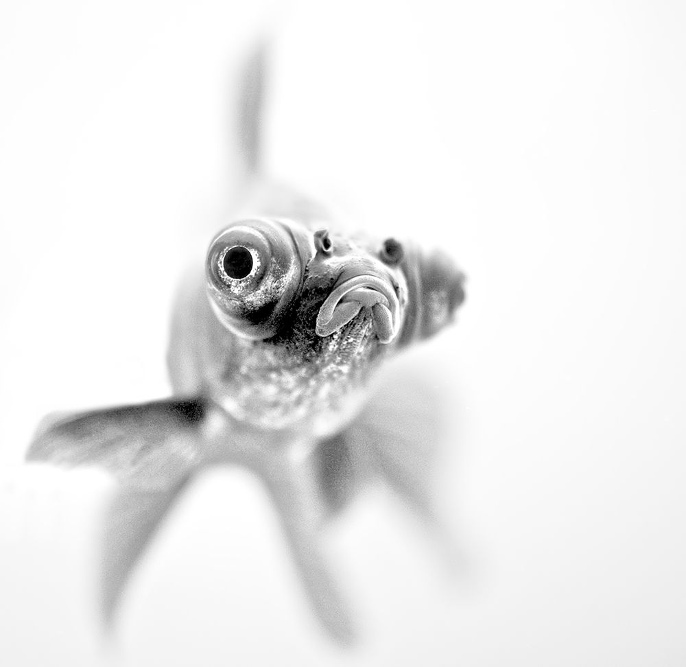 IM Ready For My Close Up... art print by Paul for $57.95 CAD