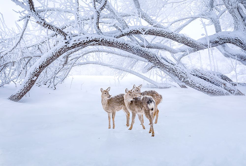 Deers Walk In Snow art print by Irene Wu for $57.95 CAD