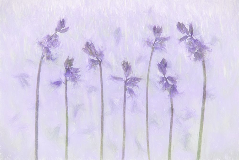Lilac Fragrance art print by Brigitte Van Krimpen for $57.95 CAD