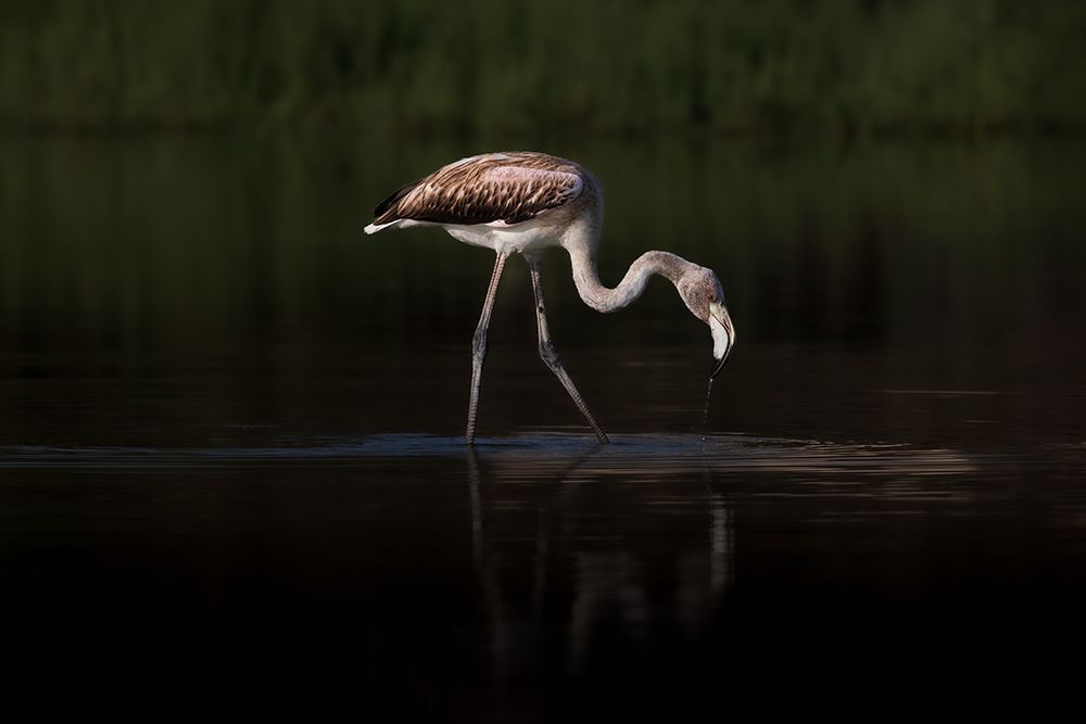 Greater Flamingo art print by Natalia Rublina for $57.95 CAD