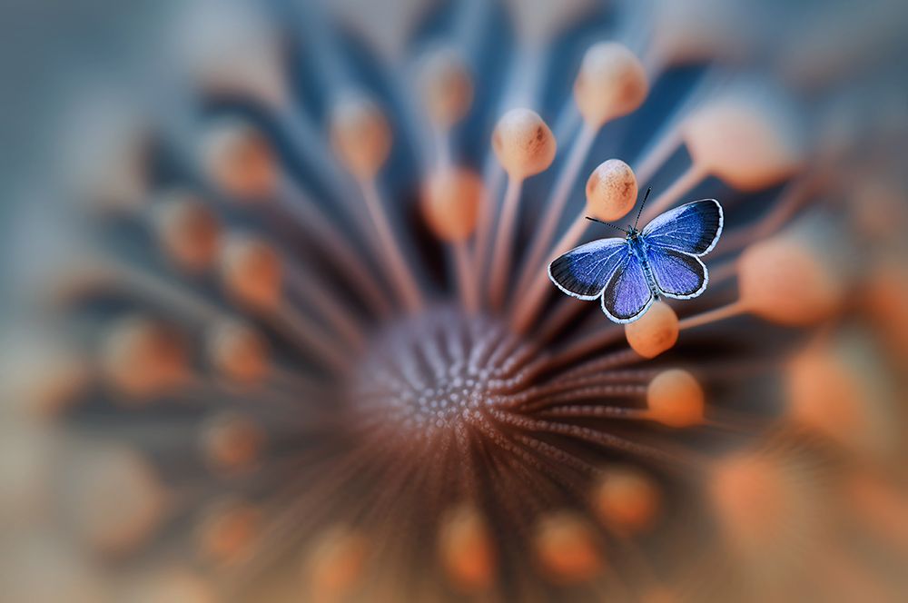 Blue Butterfly art print by Edy Pamungkas for $57.95 CAD