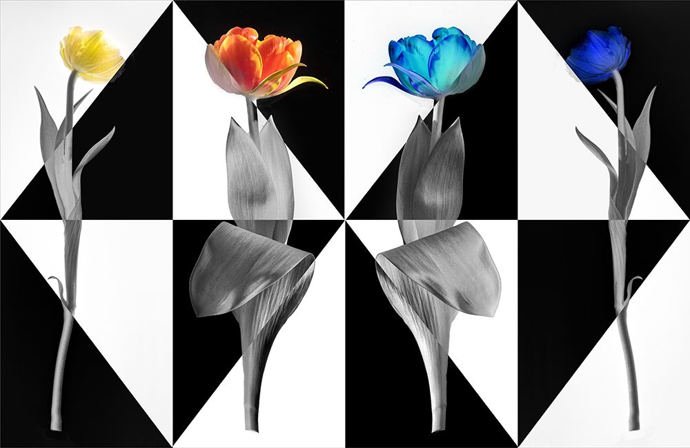 PopArt Tulips art print by Stephan Ruckert for $57.95 CAD