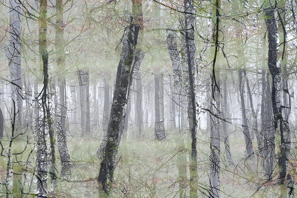 Endless Forest art print by Viktoria Czegledi for $57.95 CAD