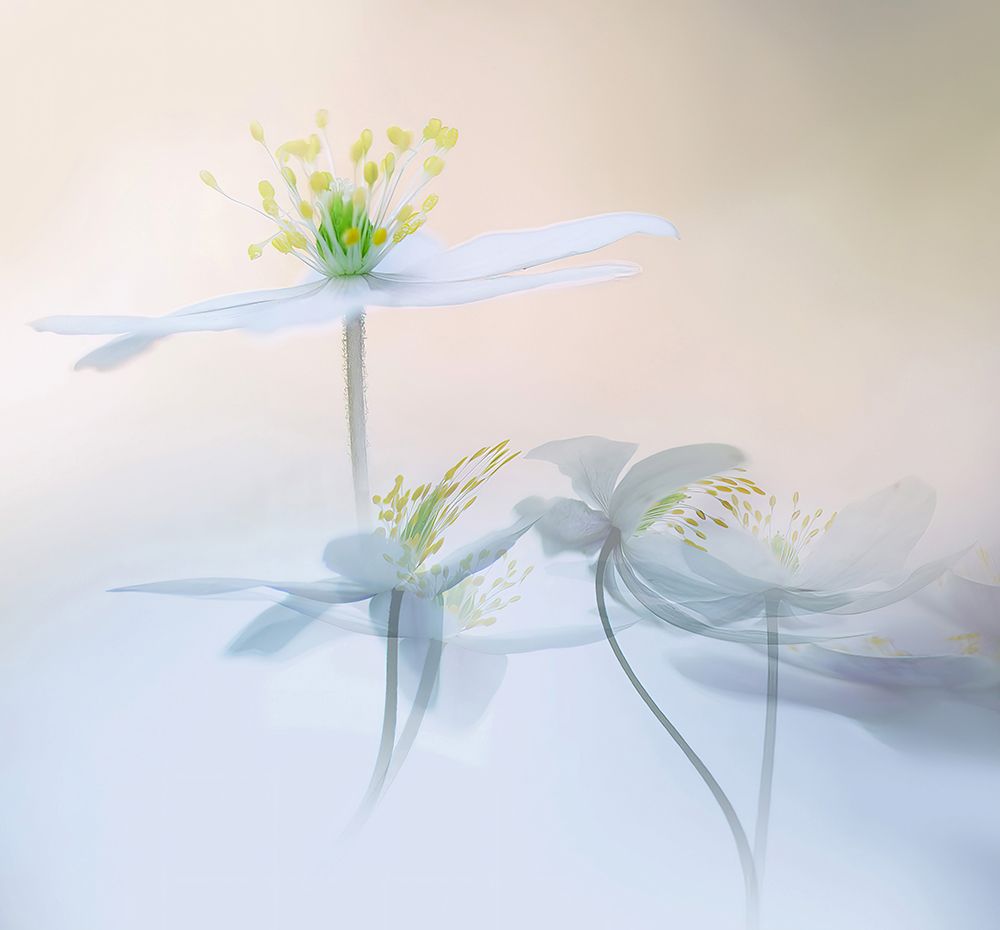 Dansapserna. art print by Ylva Sjogren for $57.95 CAD