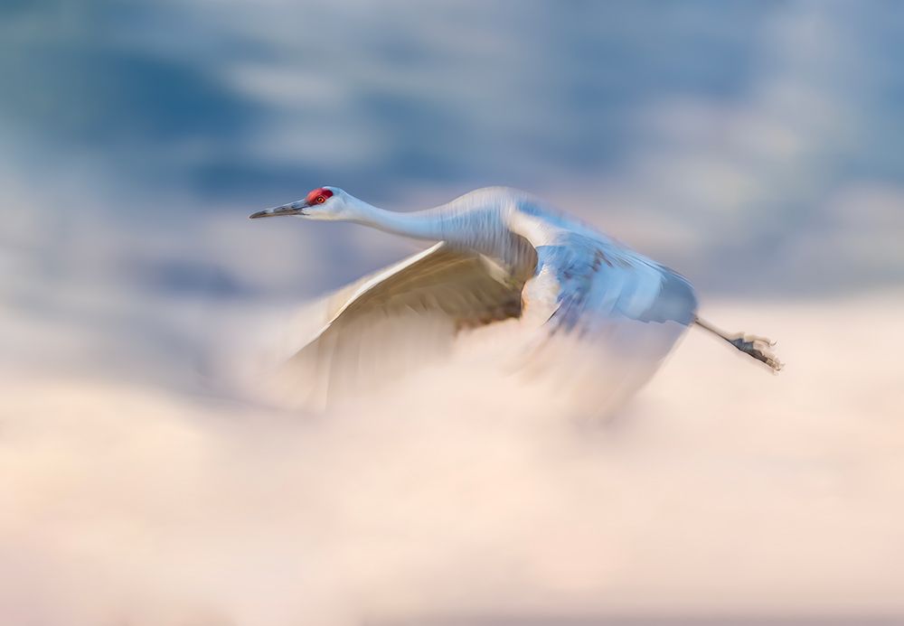 Sandhill Crane Flying In Clouds art print by Gary Hu for $57.95 CAD