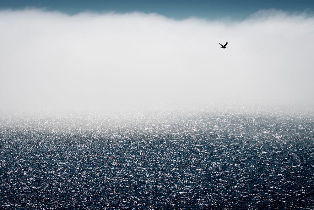 Gulls Dont Care For The Fog art print by Davor Goll for $57.95 CAD