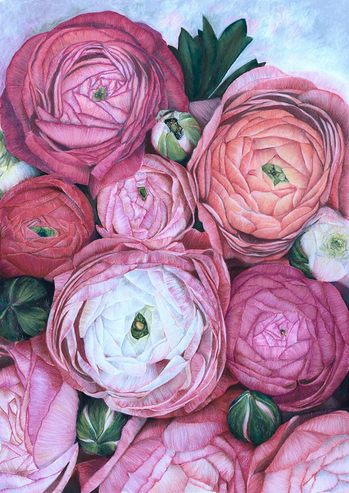 Arleth ranunculus bouquet in cold pink art print by Rosana Laiz Blursbyai for $57.95 CAD