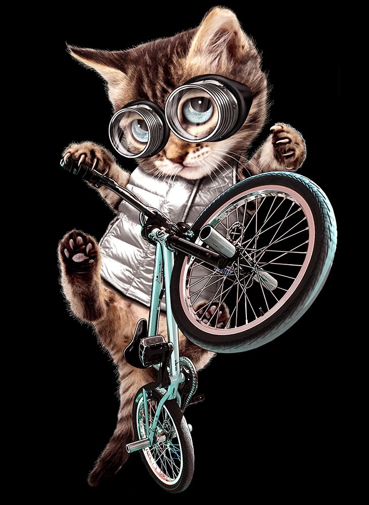 bmx cat art print by Adam Lawless for $57.95 CAD