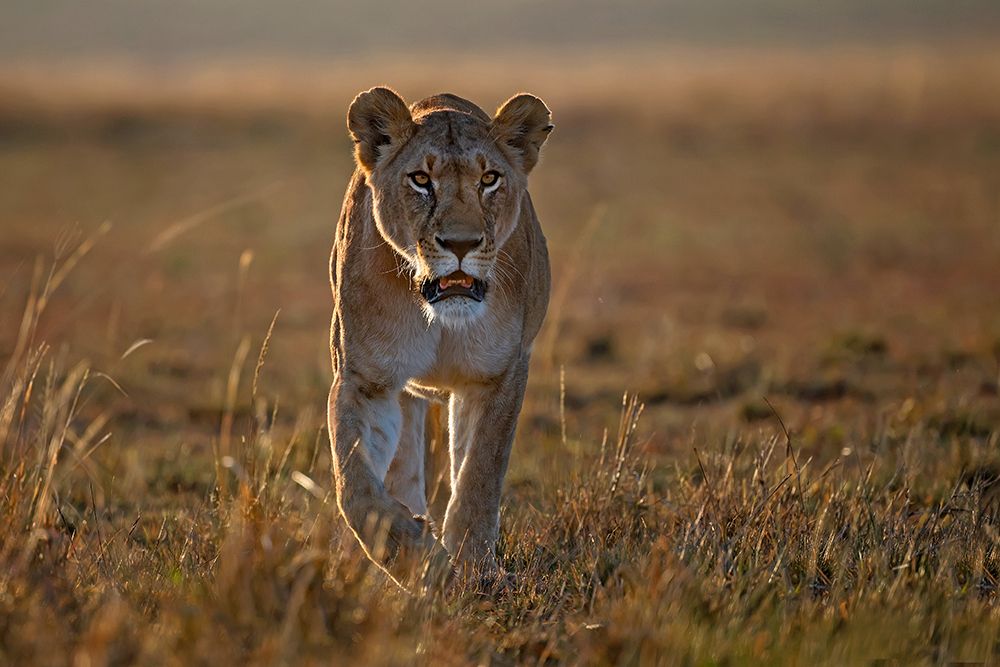 Lioness on the prowl art print by Xavier Ortega for $57.95 CAD