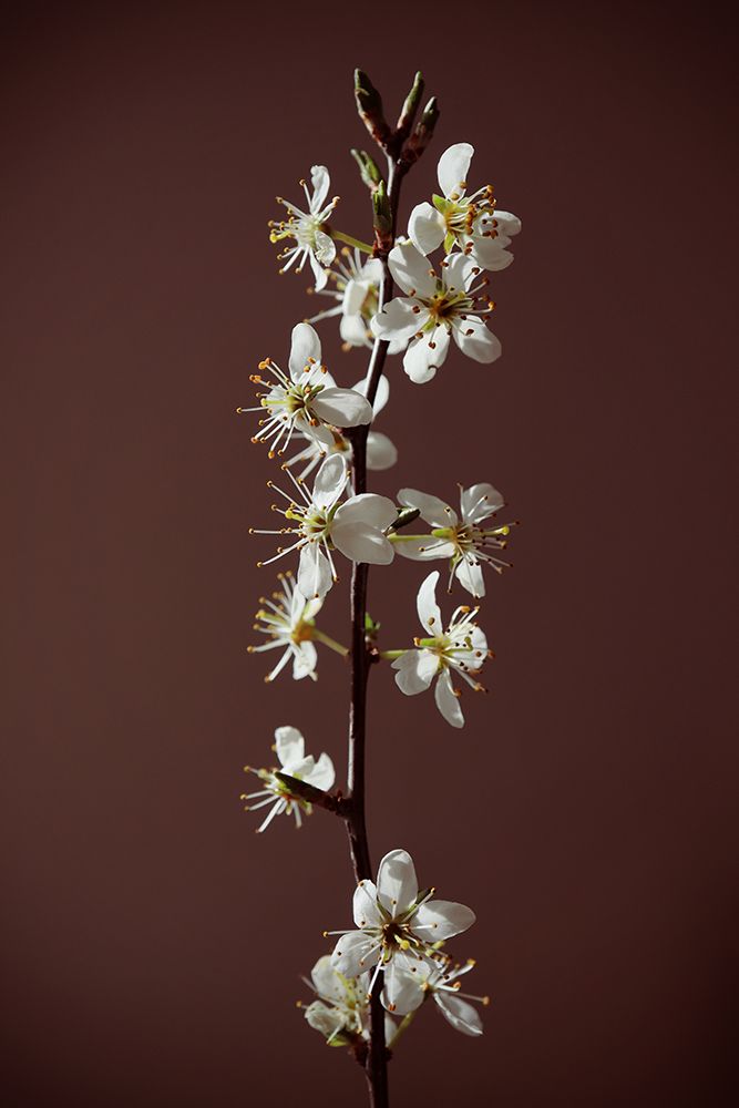 Spring Branch art print by Rosana Laiz Blursbyai for $57.95 CAD