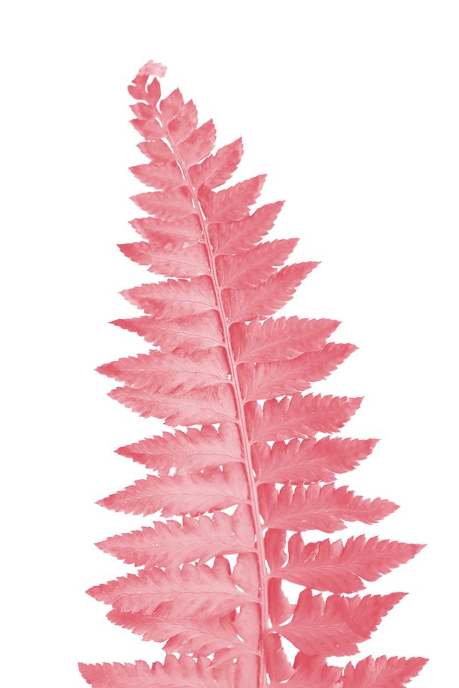 Pink Fern Leaf art print by Rosana Laiz Blursbyai for $57.95 CAD