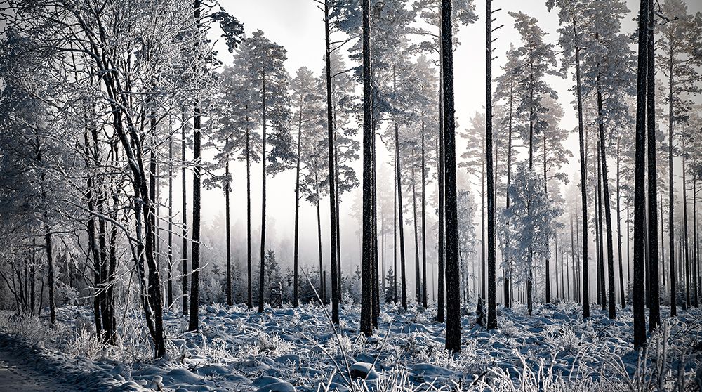 Winter Pine Trees Ii art print by Anders Gunnarsson for $57.95 CAD