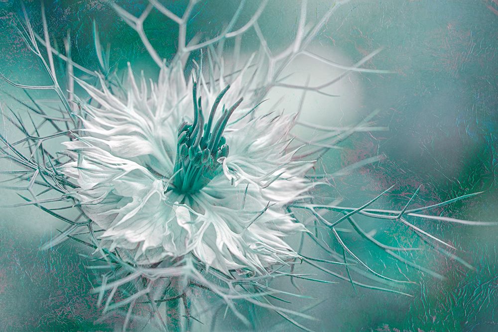 Afterglow art print by Jacky Parker for $57.95 CAD