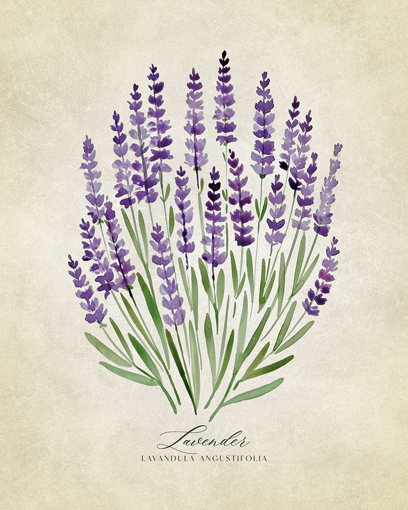 Lavender vintage art print by Rosana Laiz Blursbyai for $57.95 CAD