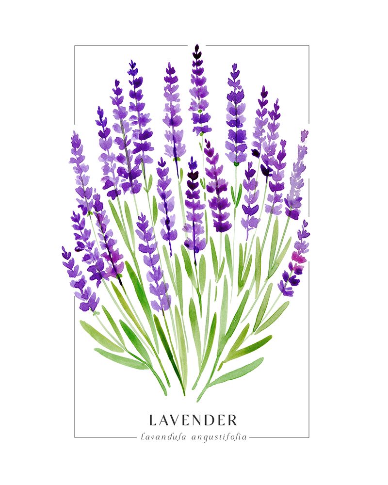 Lavender II art print by Rosana Laiz Blursbyai for $57.95 CAD