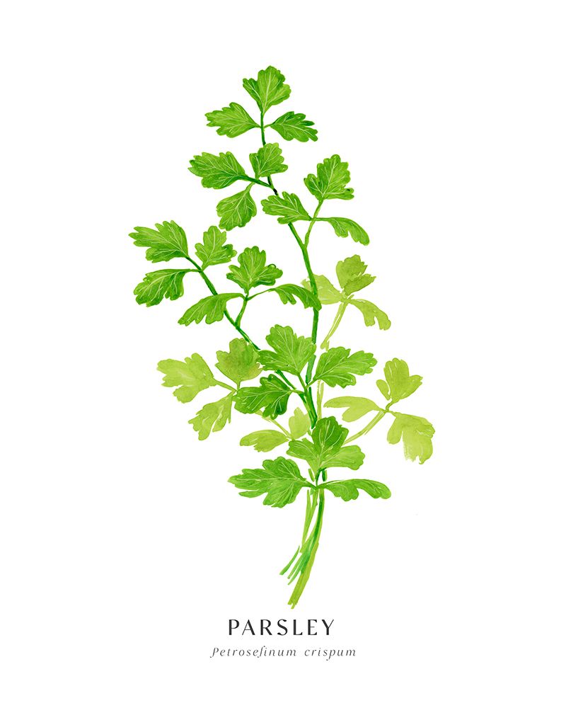 Parsley I art print by Rosana Laiz Blursbyai for $57.95 CAD