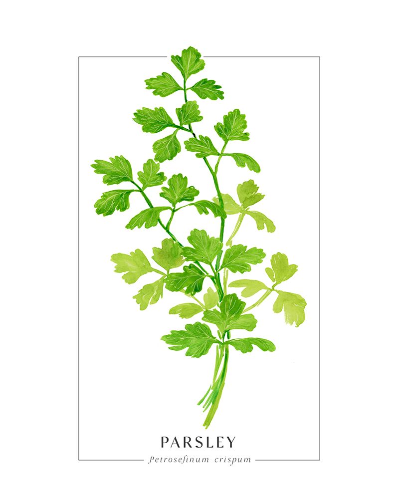 Parsley II art print by Rosana Laiz Blursbyai for $57.95 CAD