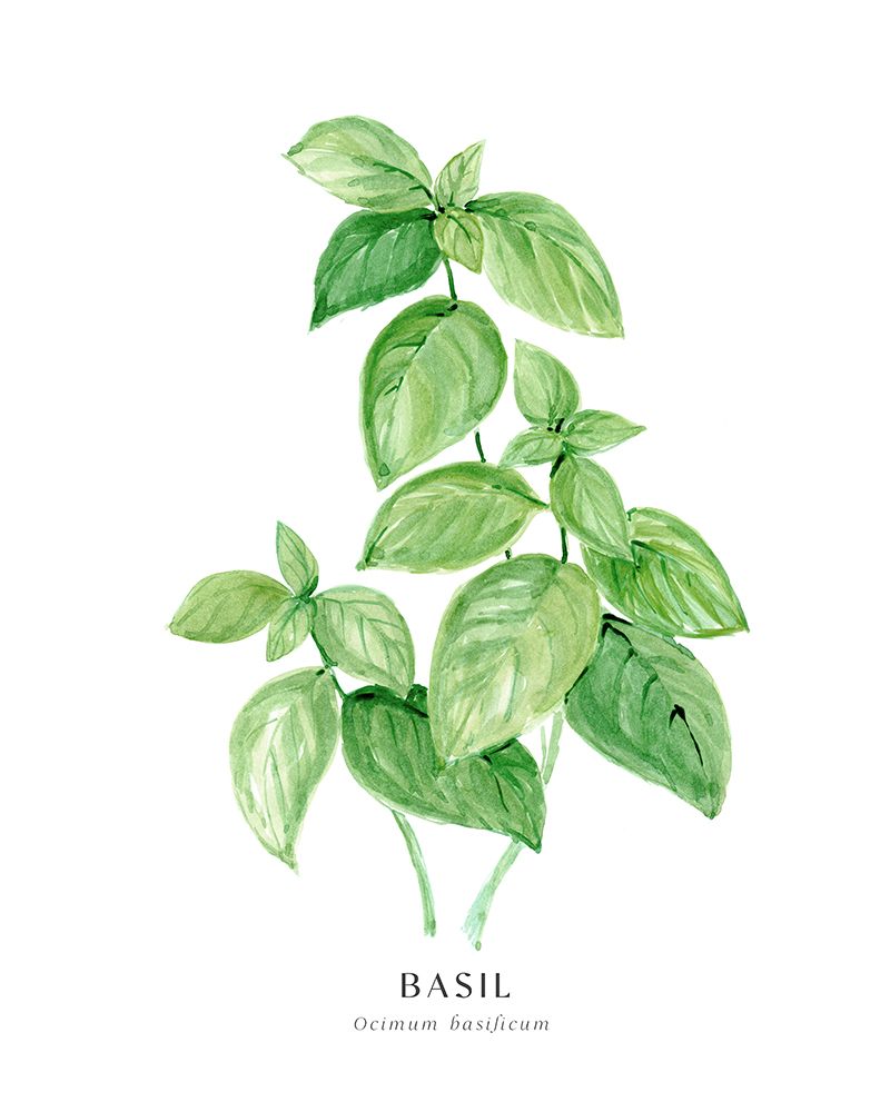 Basil I art print by Rosana Laiz Blursbyai for $57.95 CAD