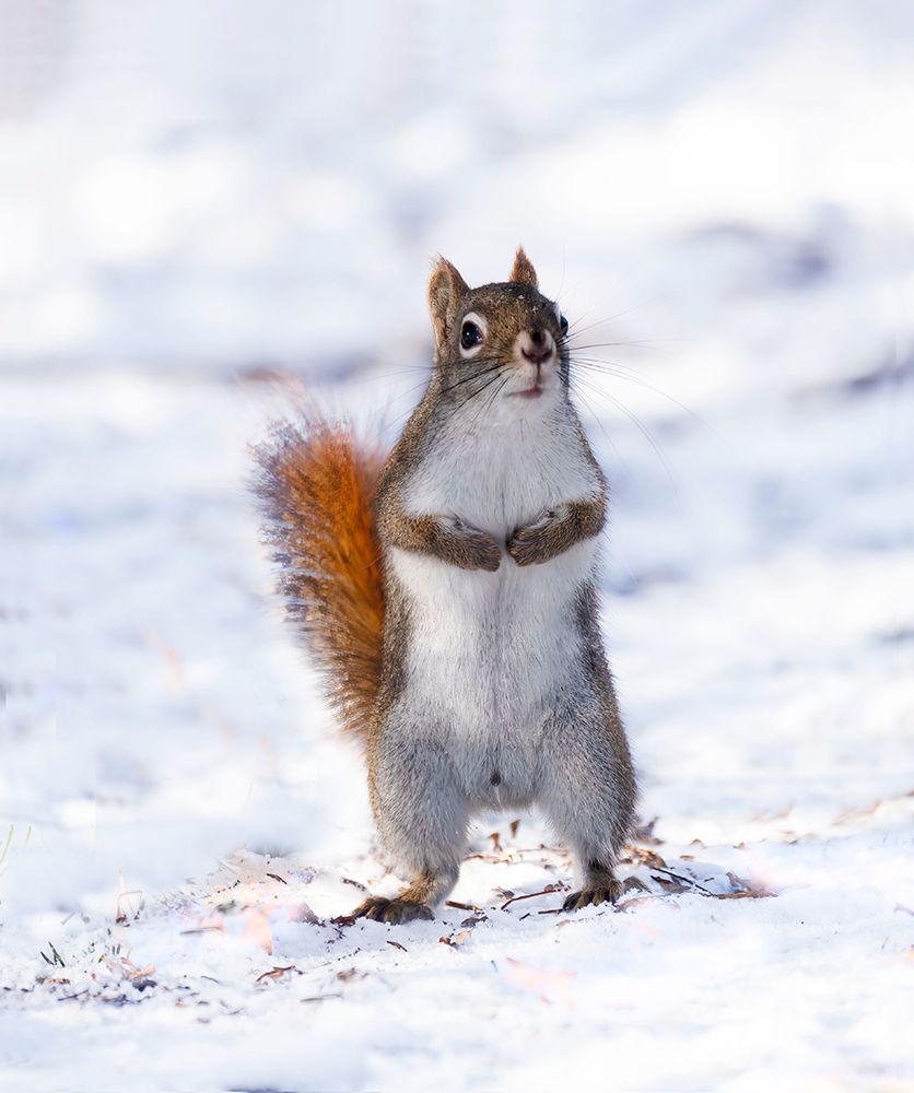 A Curious Red Squirrel art print by Yanyan Gong for $57.95 CAD