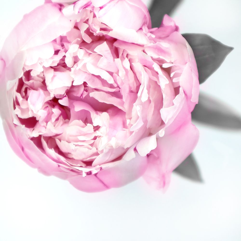 Pink Peony Iii art print by Rosana Laiz Blursbyai for $57.95 CAD