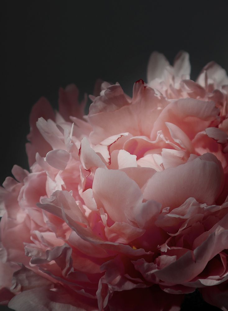 Moody Blush Peony I art print by Rosana Laiz Blursbyai for $57.95 CAD