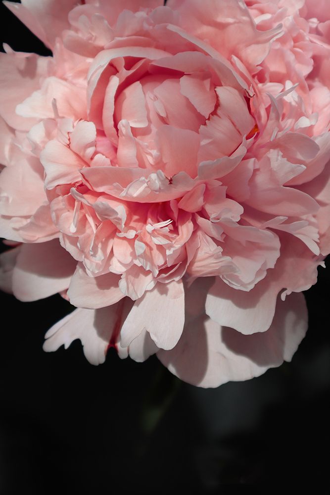 Blush Peony V art print by Rosana Laiz Blursbyai for $57.95 CAD