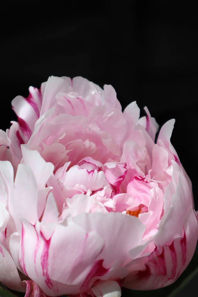 Pink Peony Viii art print by Rosana Laiz Blursbyai for $57.95 CAD