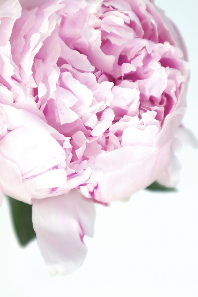 Subdued Peony Vii art print by Rosana Laiz Blursbyai for $57.95 CAD