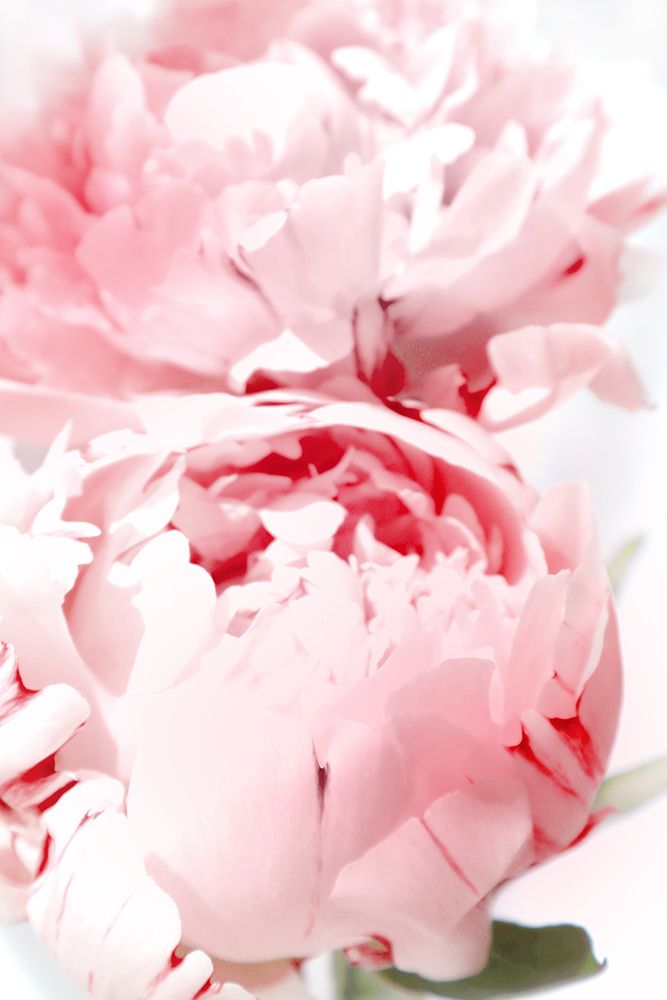 Bllush Peony X art print by Rosana Laiz Blursbyai for $57.95 CAD