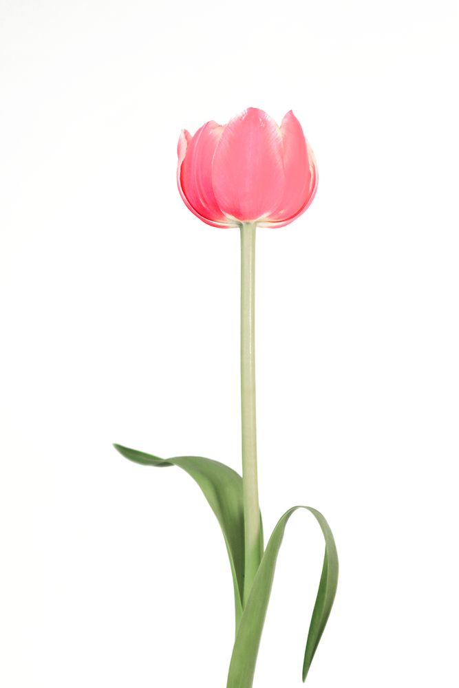 Pink Tulip art print by Rosana Laiz Blursbyai for $57.95 CAD