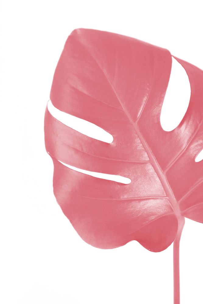 Pink Monstera Leaf art print by Rosana Laiz Blursbyai for $57.95 CAD