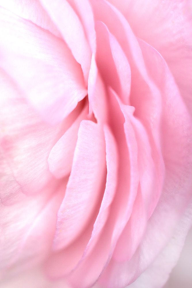 Soft Pink Petals art print by Rosana Laiz Blursbyai for $57.95 CAD
