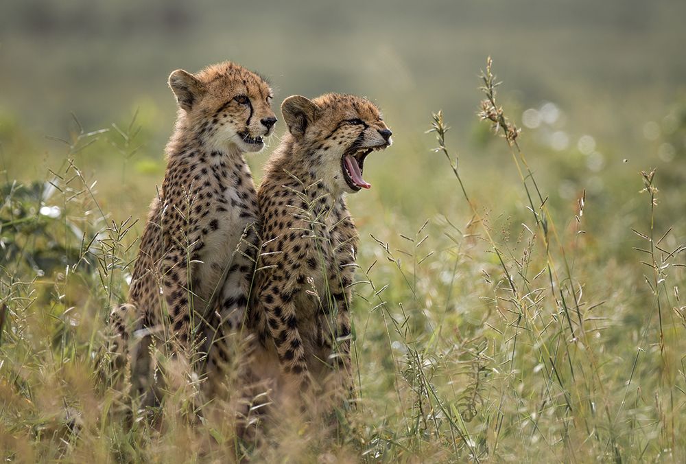 Cheetah Brothers Yawning art print by Charlaine Gerber for $57.95 CAD